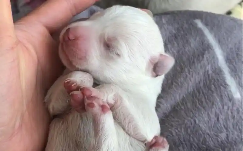 刚出生三天的狗宝宝们,征集名字