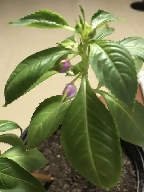 突然发现凤仙花有两个小花苞 估计马上要开出漂亮的花朵了