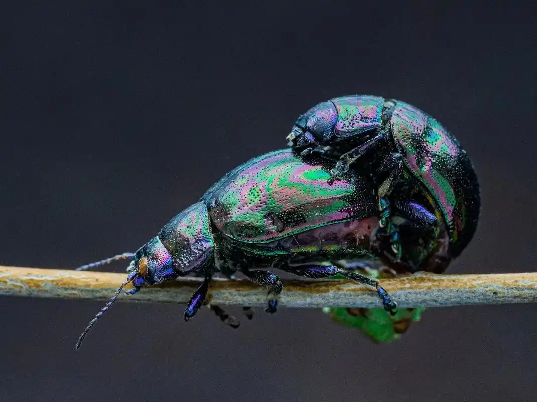 春天发现最早的昆虫就是叶甲科类#微距摄影#昆虫世界 #感谢您 - 抖音