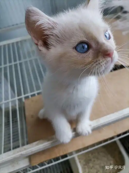 蓝眼睛英短弟弟