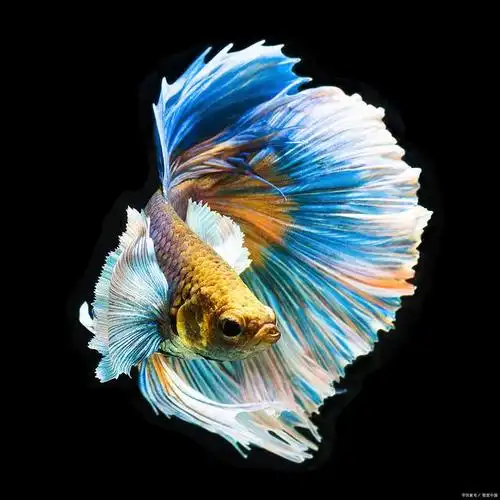 详细解说:养斗鱼十大禁忌