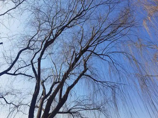 疏疏一树五更寒