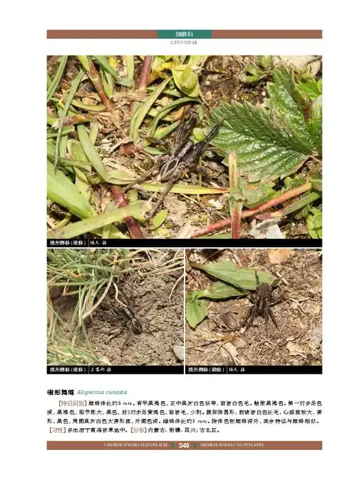 正版中国蜘蛛生态大图鉴昆虫图鉴蜘蛛学蜘蛛生态识别蜘蛛知识档