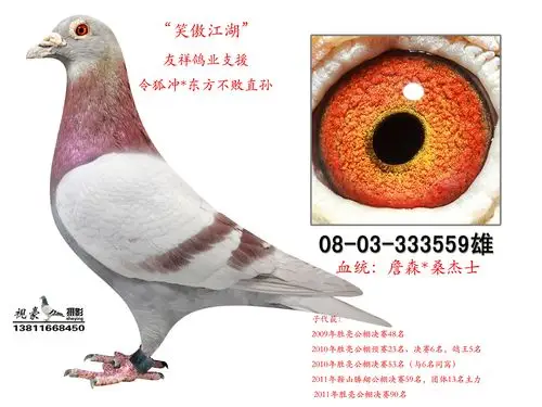 "令狐冲*东方不败"外孙_金忠集团_ ag188.com爱鸽商城_中国信鸽信息网