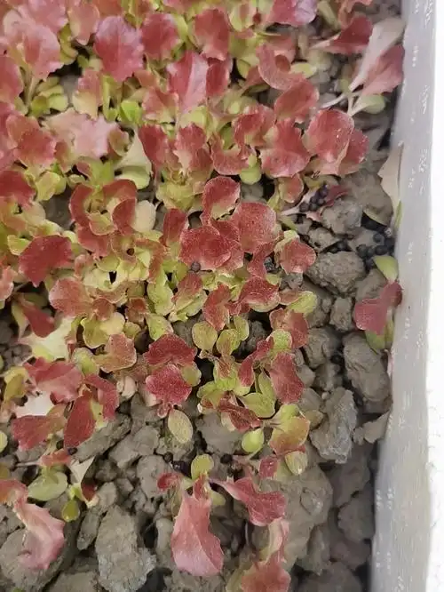 在阳台上种高颜值紫叶生菜,不仅观赏,还可食用