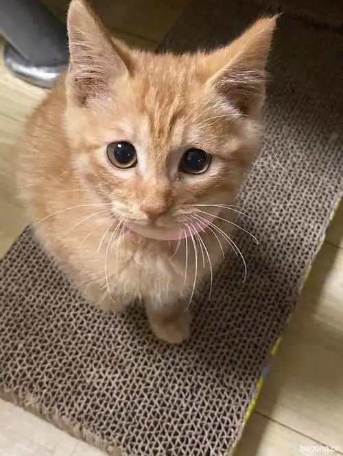 三个月大的小橘猫希望能找个有责任心的铲屎官