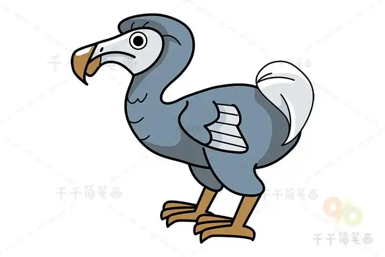 渡渡鸟简笔画图片