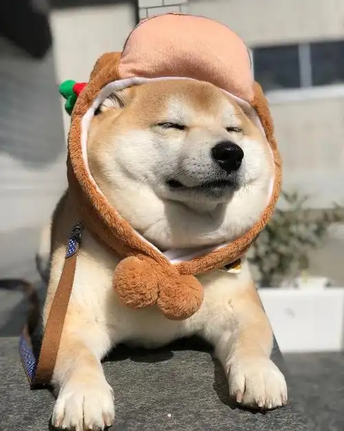 柴犬其实挺受欢迎的,颜值很高,随便一拍就是一个表情包,但是柴犬并不