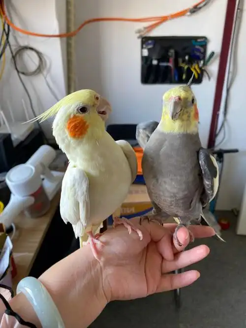 玄凤两口子打架日常