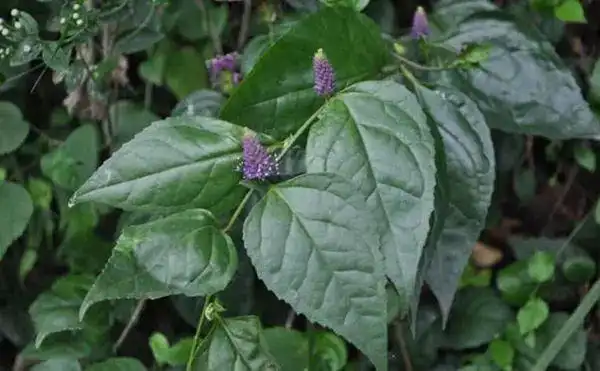 中草药百科腹水草的功效与作用行水消肿散瘀解毒