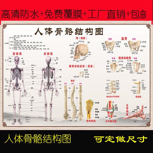 中医馆人体骨骼结构全身图人体椎骨脊柱关节分解图高清大挂图海报