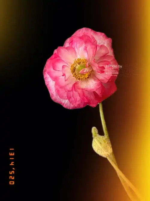 鲜花分享重瓣虞美人