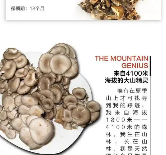 名贵山珍野生美味白风菌