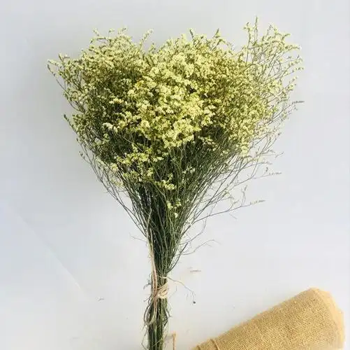 水晶草的花语是什么水晶草的寓意和象征