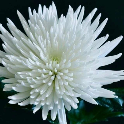 爷爷 您一路走好