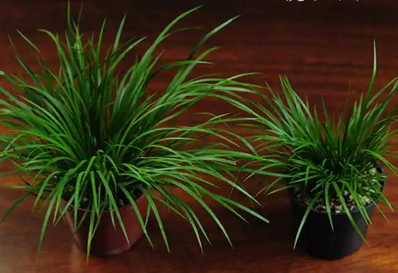 虎须菖蒲的养殖方法及注意事项