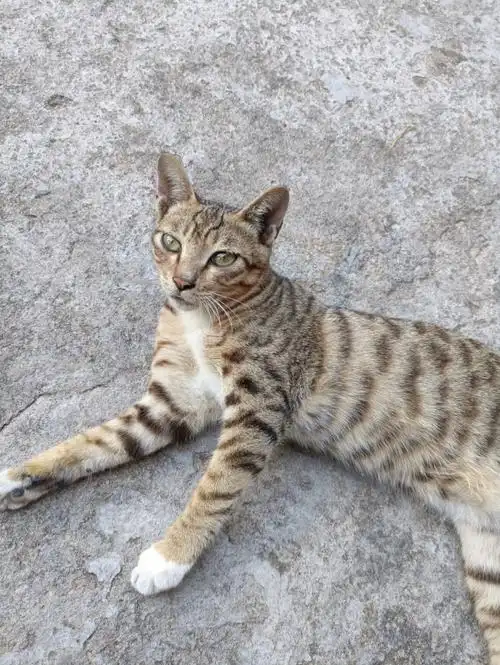 农村  #我的狸花猫