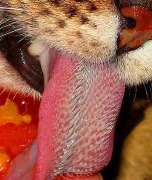 [ios]老虎舌头居然这样,太吓人了