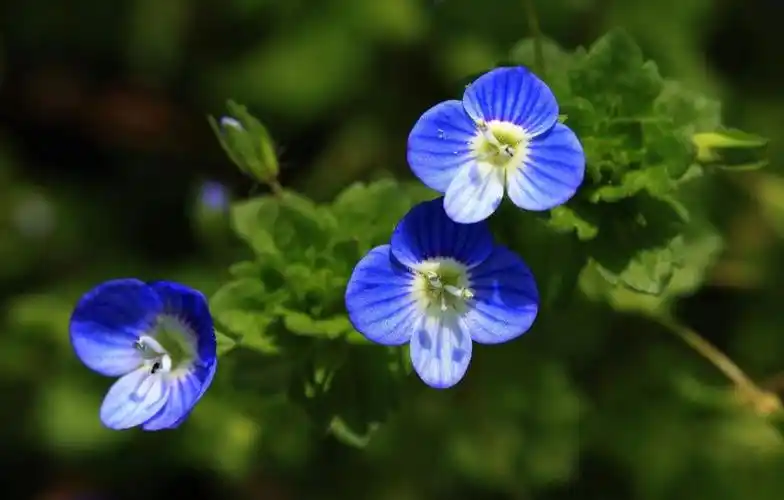 常见野外绿植阿拉伯婆婆纳