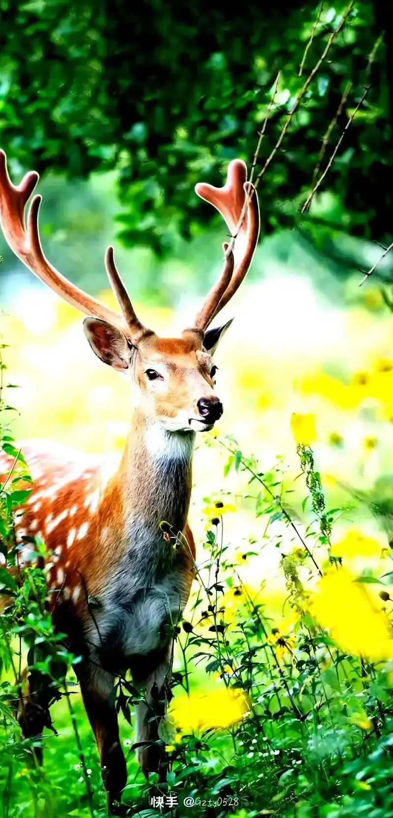 梅花鹿详细介绍 1.梅花鹿是一种体态清秀,性情温柔的动物,全 - 抖音