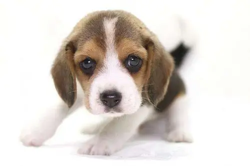 纯种精品比格犬幼活体中型短毛家养吉度宠物狗狗狗