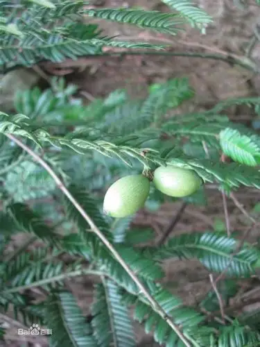 三尖杉与红豆杉的区别