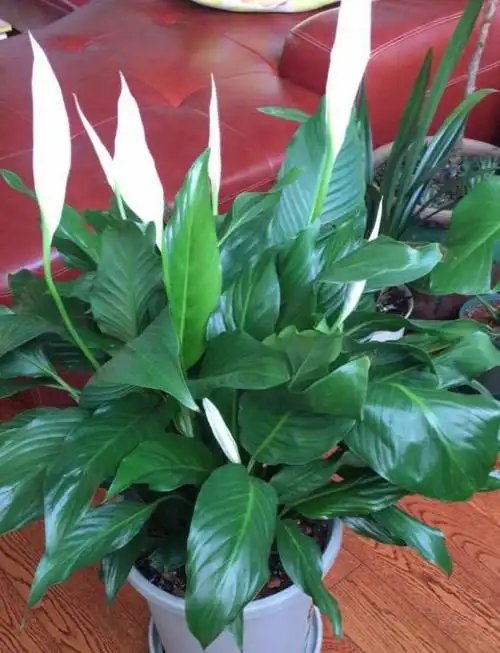 一帆风顺怎么养?3点掌控好,叶片油绿又厚实,轻松开满花