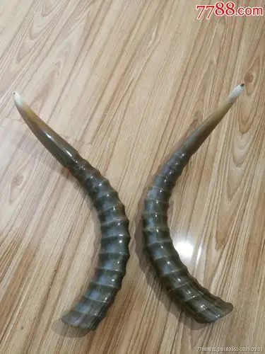 天然羊角