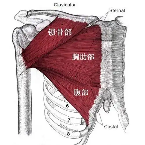 胸肌的解剖