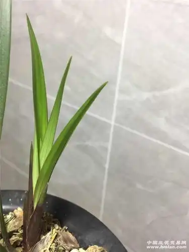 赤诚(晨光)的芽照-建兰篇-兰花交易网论坛