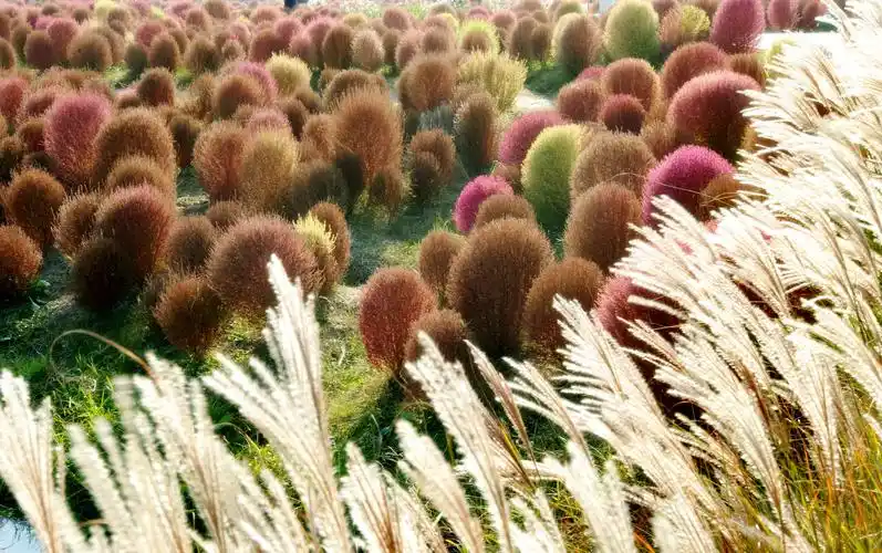 地肤花海,朦胧梦幻