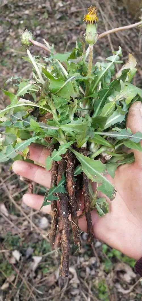 农村老家常见的一种苦菜,花跟蒲公英很像,认识吗?