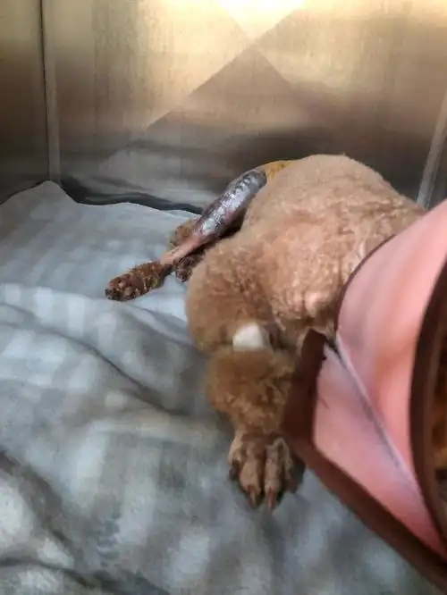 泰迪髌骨脱位手术