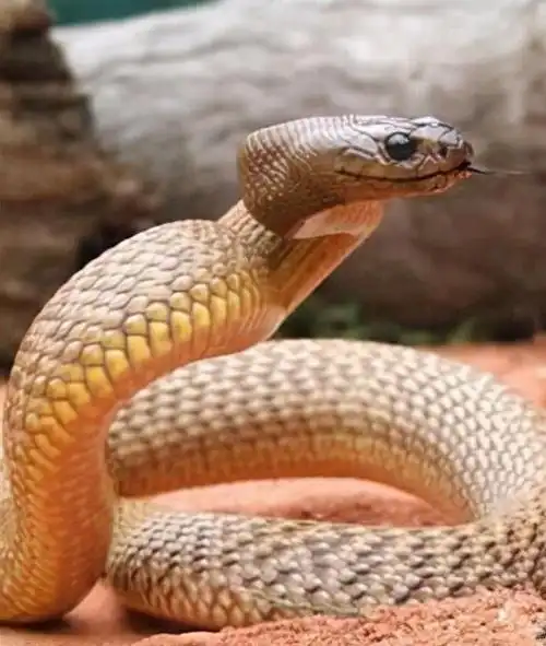 世界上最毒的蛇是什么蛇大全第一名(世界上最毒的蛇第一名)(图3)