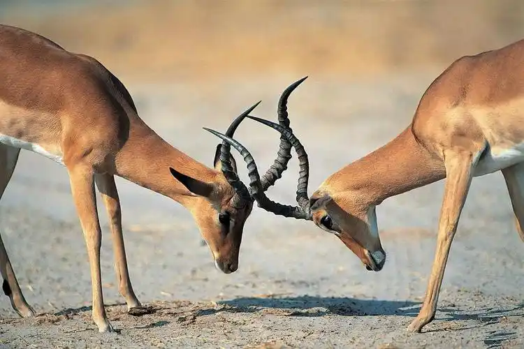 动物园团建拓展活动方案大全|秦岭野生动物园团建活动策划-有山团建