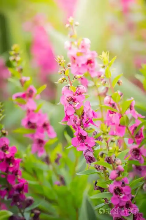 色彩斑斓的花朵背景自然的背景图像