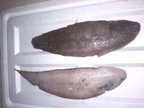 扁平细鳞鱼是啥?能吃吗?