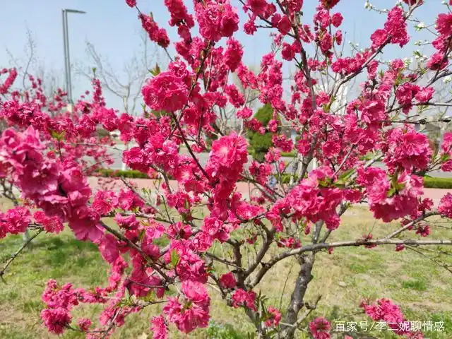 美丽春景中最热情的色彩