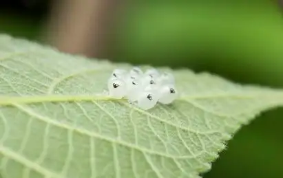 产在树叶上麻皮蝽的卵