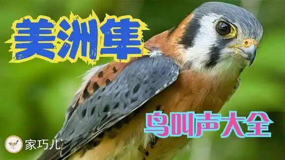 鸟叫声大全美洲隼的鸣叫声有种风声鹤唳的感觉