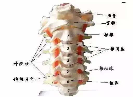 颈椎分七段每段不好都会产生不同的疾病
