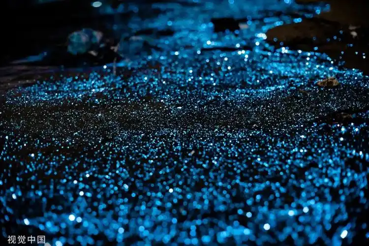 这么美丽的蓝眼泪你了解吗