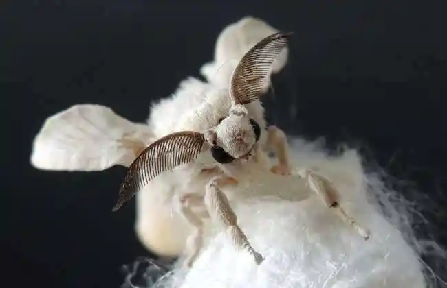 蚕宝宝破茧而出