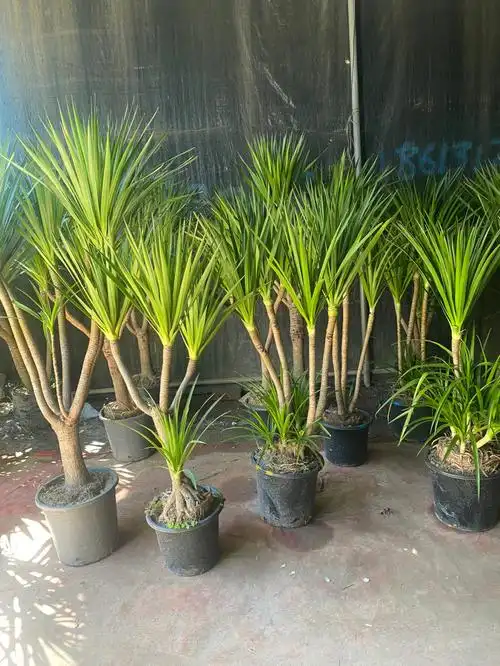 龙血树一款能活8000年的室内绿植