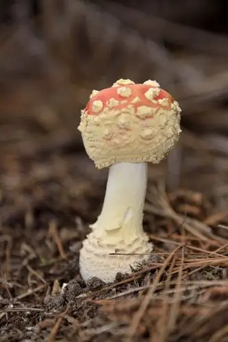 fly agaric