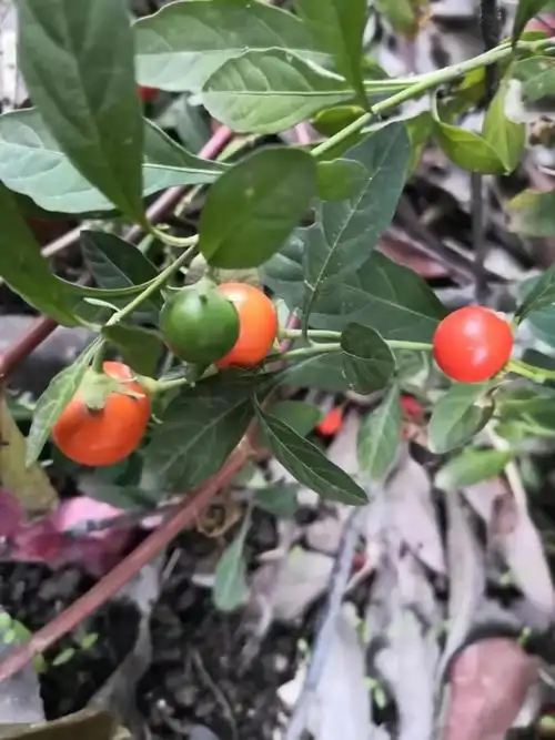 西浦草木(三百二十八)——珊瑚樱_有毒