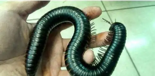 世界上最大的马陆远古巨型马陆体长达3米