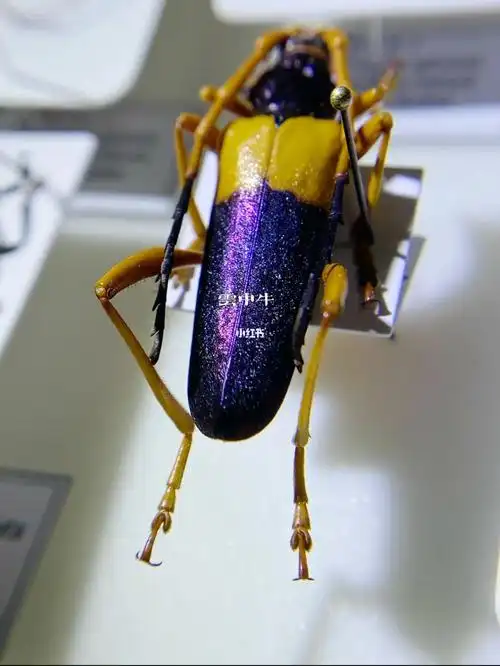 黄带紫天牛