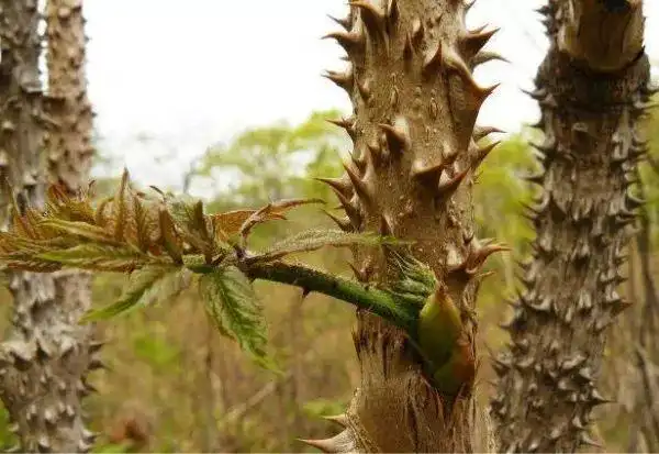 天下第一山珍刺嫩牙