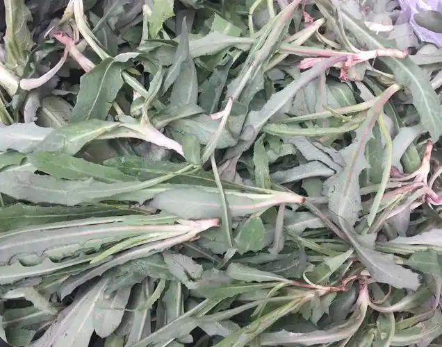 苦蓿(苦菜,苦苦菜)